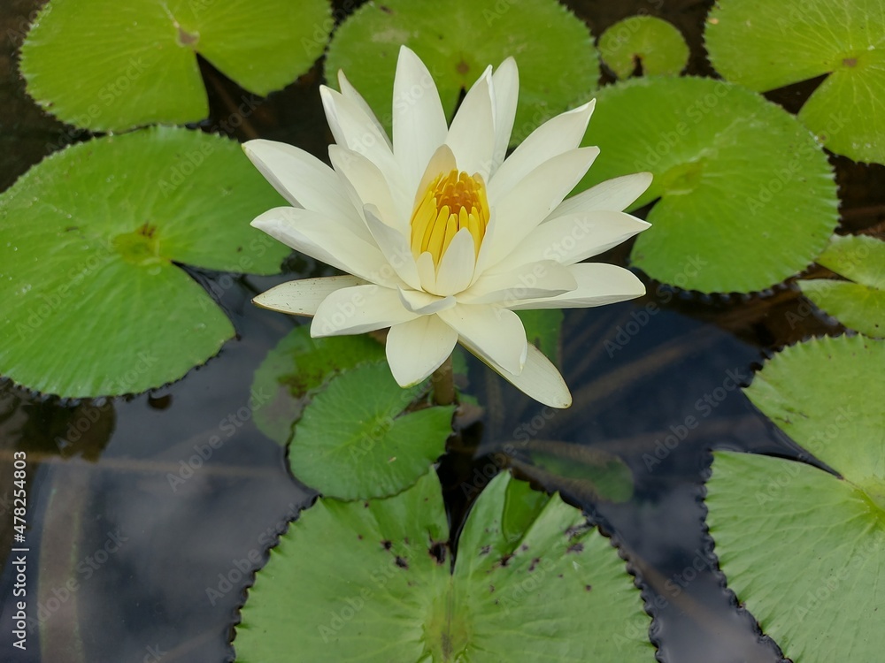 white water lily