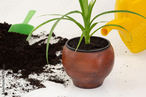 Yellow spout of watering can pouring pandanus plant in brown clay pot on white background photo