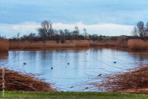 Landscape in the Amsterdamse waterleidingduinen, the Netherlands. photo