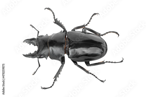 Stag beetle, Dorcus titanus platymelus isolated on white background