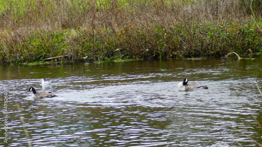 Two Canada geese flapping their wings bathing in the fast flowing waters of the Thetford Little River, the current pushing the birds downstream as they fight to hold their position, Norfolk, England Two Canada geese flapping their wings bathing in the fast flowing waters of the Thetford Little River, the current pushing the birds downstream as they fight to hold their position, Norfolk, England