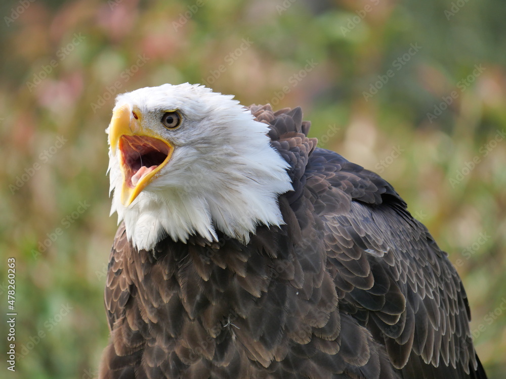 Obraz premium Perched Bald Eagle