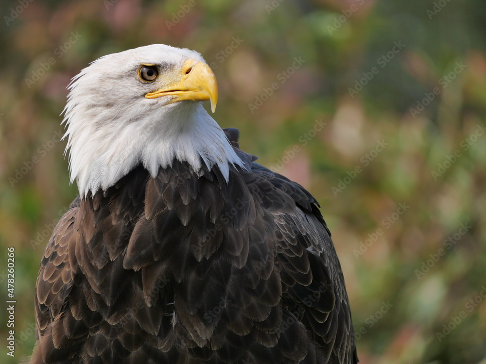 Perched Bald Eagle Perched Bald Eagle