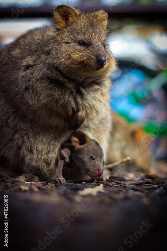 Quokka with Baby