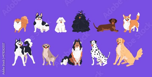 Cute happy dogs set. Doggies and puppies of different breeds. Purebred canine animals. Collie, corgi, dachshund, dalmatian, french bulldog and retriever. Isolated colored flat vector illustrations