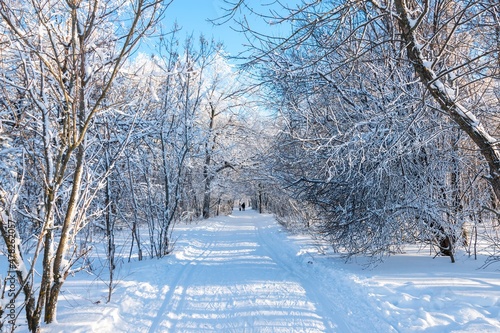 Beautiful day in Winter snowy forest park landscape scenery road Background..