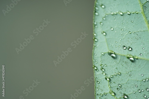 アボカドの葉裏と水滴1