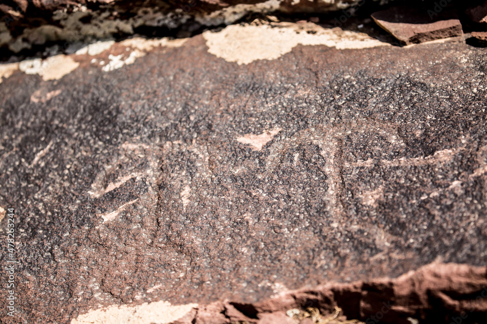 Fototapeta premium Petroglyphs on the rocks in Kazakhstan. The ancient parking cave man. Historical cave paintings. Carved on stone images of deer, goats and wolves. The development of ancient peoples.