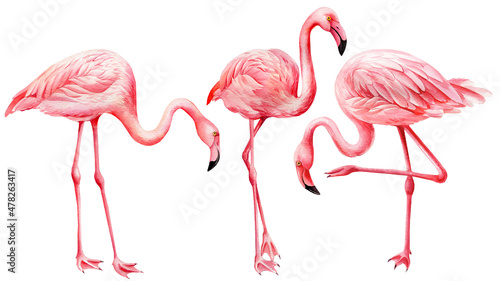 Tropical birds. Set of flamingos on white background. Watercolor pink flamingo.  © Hanna