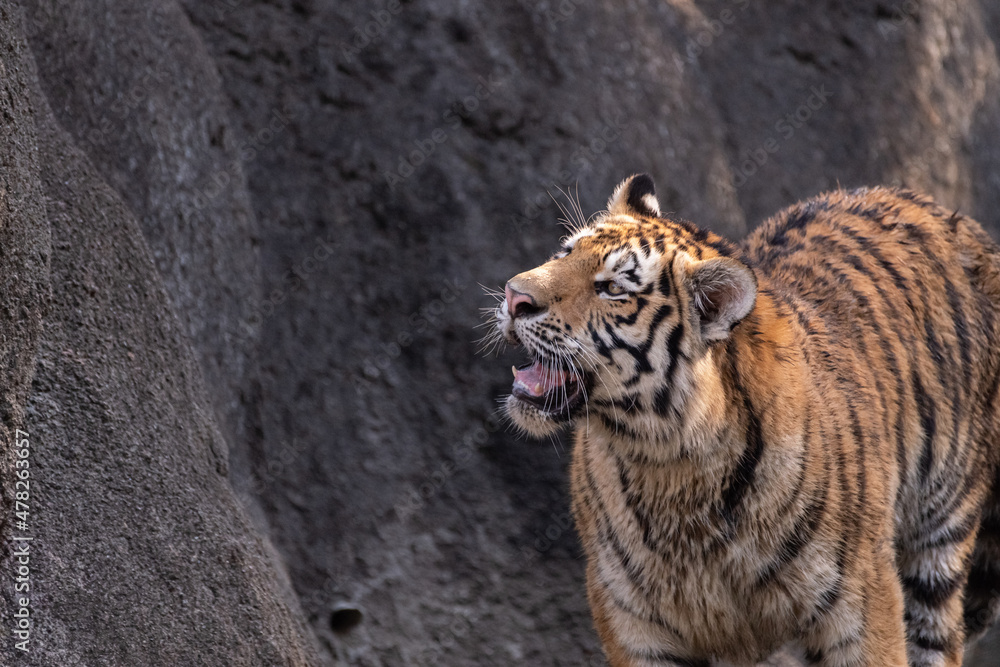 Fototapeta premium 走り出すトラ