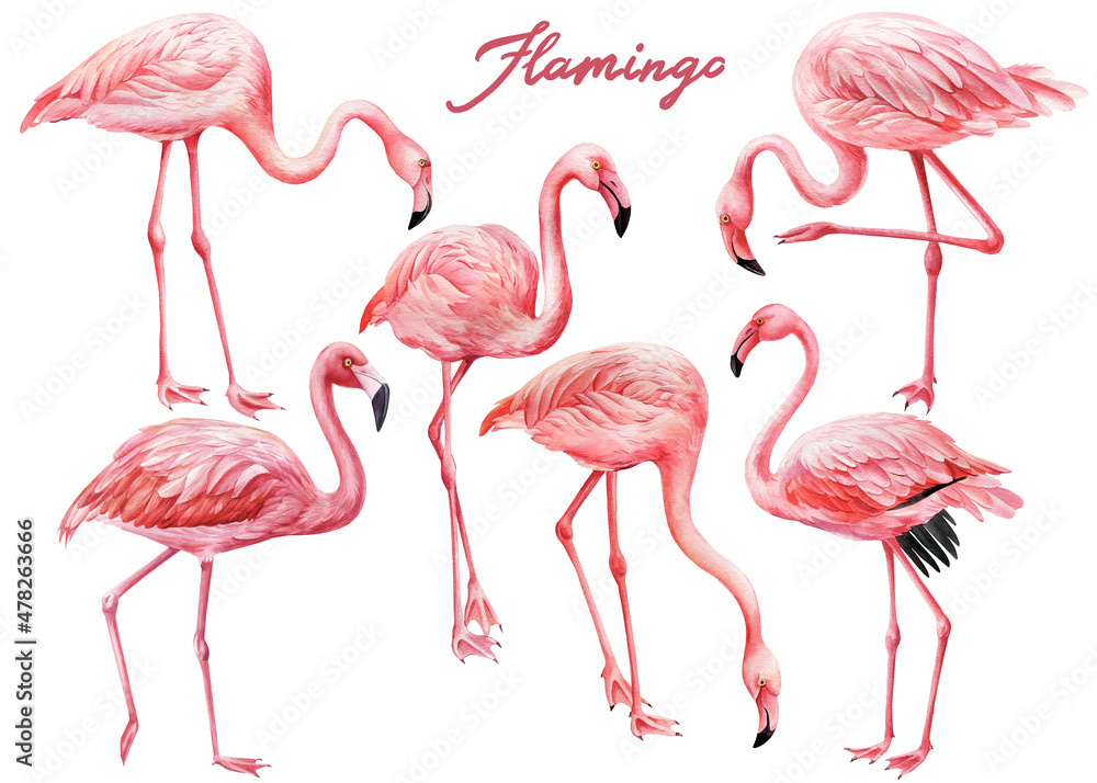 Fototapeta premium Set of different flamingos birds on white background. Watercolor pink flamingo