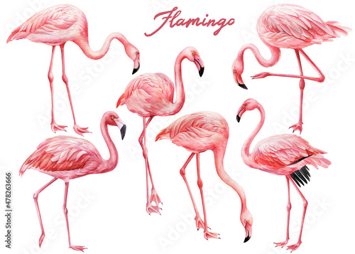Set of different flamingos birds on white background. Watercolor pink flamingo © Hanna