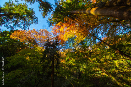 太陽の光に透ける日本の紅葉