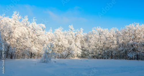 Winter snowy forest Background. Snowy winter forest scenery. Frosty day, calm wintry scene. Ski resort. Great picture of wild area © welcomeinside