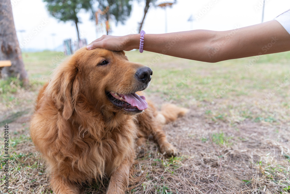 Dog portrait photo of happy cute adolable Golden Retriever is sitting on grass while dog's lover, people who love dog is using hands touches on dog's head to take care and play with dog. Dog portrait photo of happy cute adolable Golden Retriever is sitting on grass while dog's lover, people who love dog is using hands touches on dog's head to take care and play with dog.