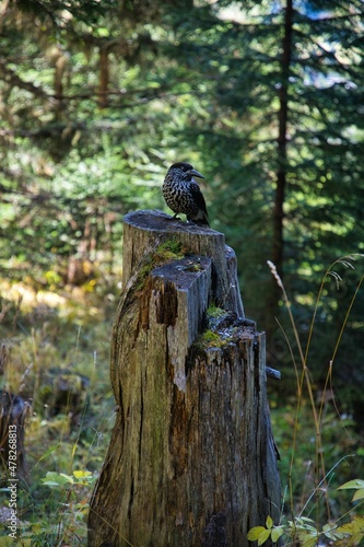 Tannenhauser bird waiting for food next to squirrel in the forest at Davos