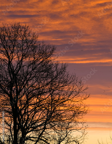 Amazing sunset sky with threes in foreground