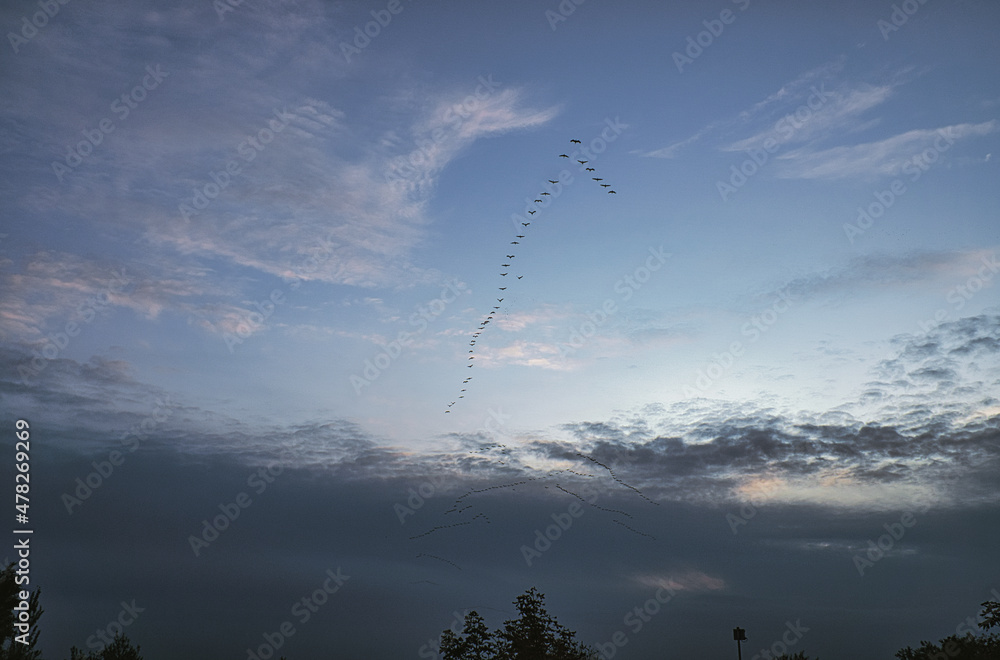 Cranes moving in formation in the sky. Migratory birds on the Darss.