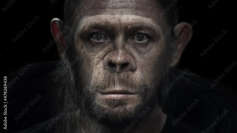 Portrait morph. Man turns into monkey. Adult caucasian man (Homo sapiens) slowly morphs into chimpanzee (Pan troglodytes) Portrait morph. Man turns into monkey. Adult caucasian man (Homo sapiens) slowly morphs into chimpanzee (Pan troglodytes)