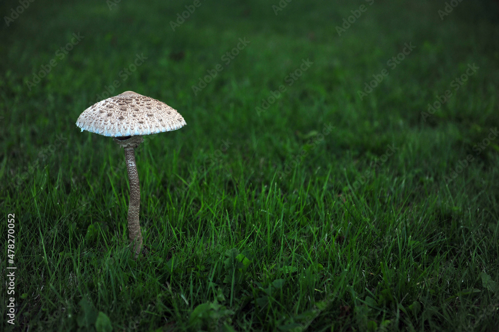 Horizontal shot of big white and grey, brown mushroom. Dark green grass background and copy space to the right. Horizontal shot of big white and grey, brown mushroom. Dark green grass background and copy space to the right.