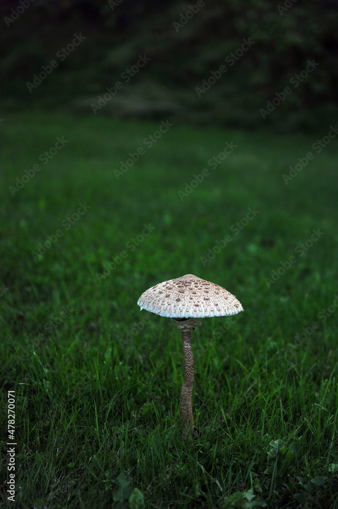 Vertical shot of big white and grey, brown mushroom. Dark green grass background and copy space in the upper part of photo. Vertical shot of big white and grey, brown mushroom. Dark green grass background and copy space in the upper part of photo.