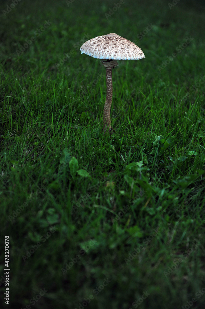 Vertical shot of big white and grey, brown mushroom. Dark green grass background and copy space in the lower part of photo. Vertical shot of big white and grey, brown mushroom. Dark green grass background and copy space in the lower part of photo.