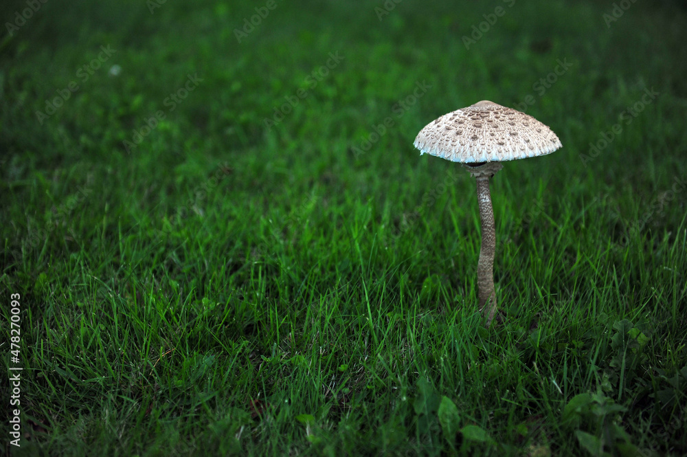 Horizontal shot of big white and grey, brown mushroom. Dark green grass background and copy space to the left. Horizontal shot of big white and grey, brown mushroom. Dark green grass background and copy space to the left.