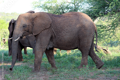 African Elephant  genus Loxodonta  roaming in the jungle     pix SShukla 