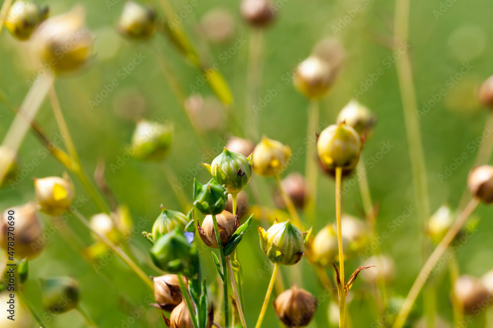 an agricultural field with flax plants