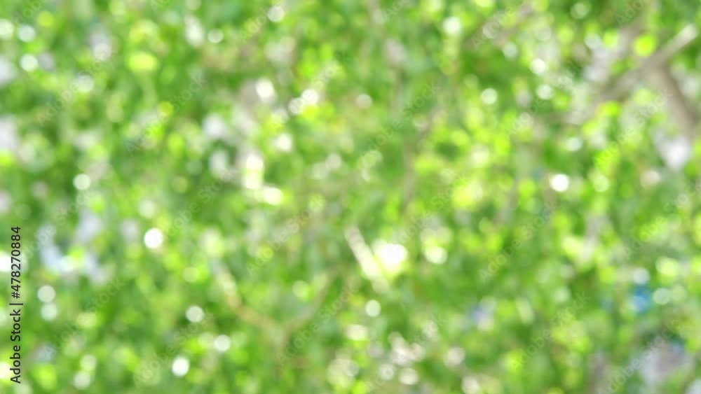 Colorful bokeh background. Business blurry wallpaper. Abstract soft texture. Dreamy sunlights unfocus. Card decoration. Glamour backdrop. Green color. Horizontal Colorful bokeh background. Business blurry wallpaper. Abstract soft texture. Dreamy sunlights unfocus. Card decoration. Glamour backdrop. Green color. Horizontal