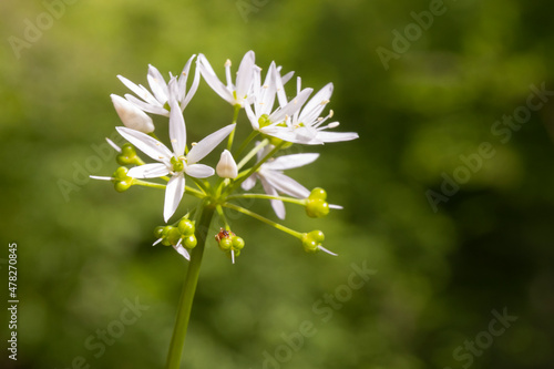 bear garlic closeup in spring meadow Allium ursinum photo