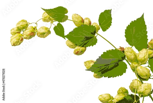 Green hop plant, sketch style vector illustration isolated on white background. Realistic hand drawn ripe green hop cones, beer brewing ingredient