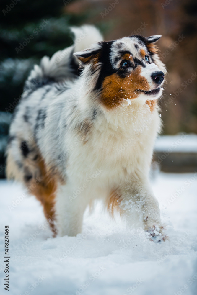 A happy Australian Shepherd plays in the snow. A happy Australian Shepherd plays in the snow.
