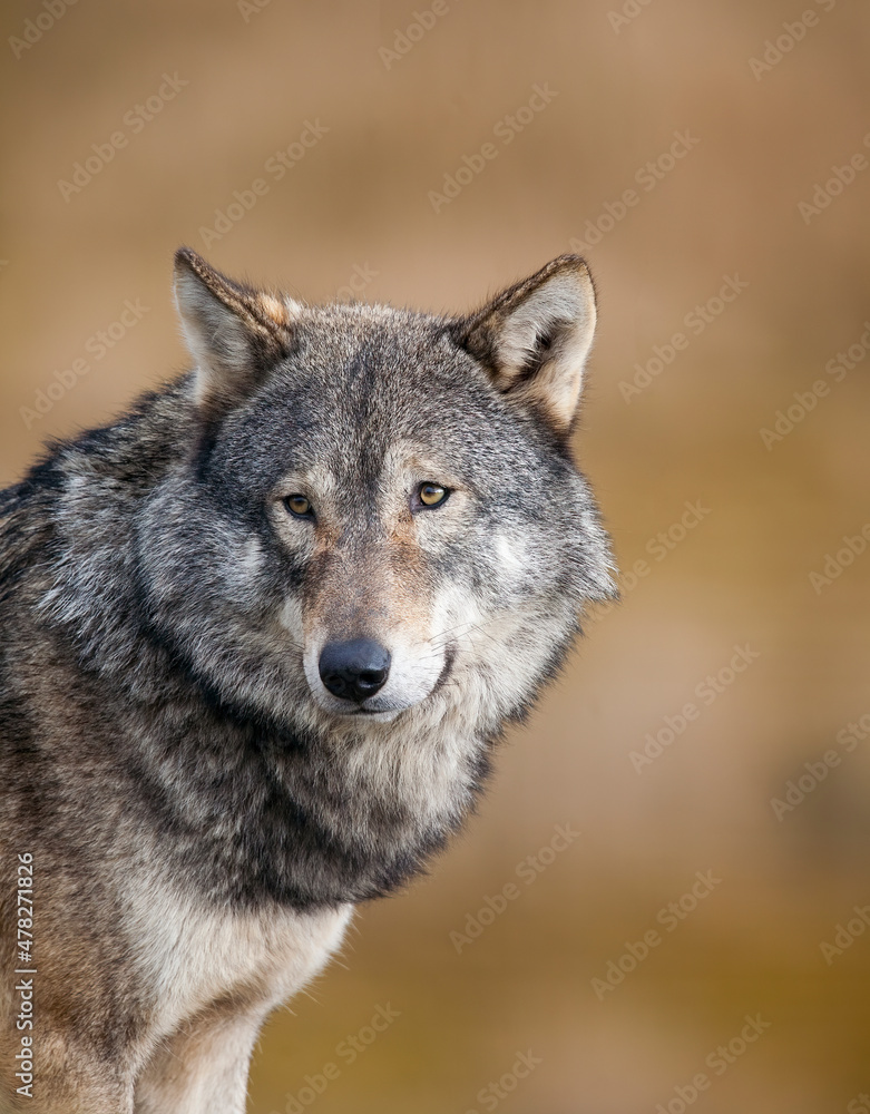 A close-up of a European Grey Wolf. Taken in Scotland, UK