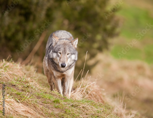 A European Grey Wolf. Taken in Scotland, UK