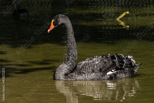 Black Swan  Cygnus atratus in a german nature park