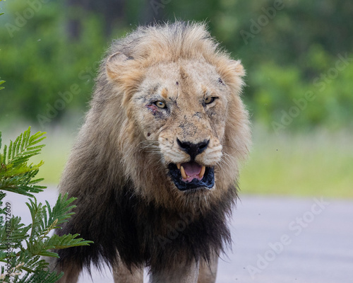 Mature black mane lion on the move