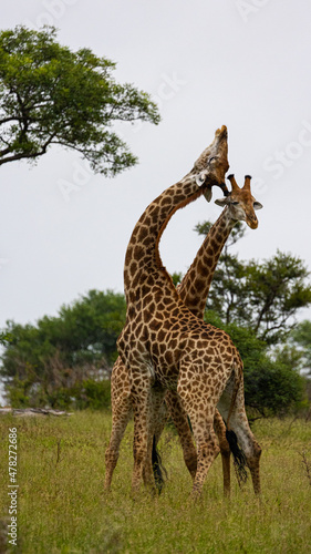 Two giraffe bulls fighting - necking