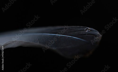 Close up of a feather with water droplet. Black background.