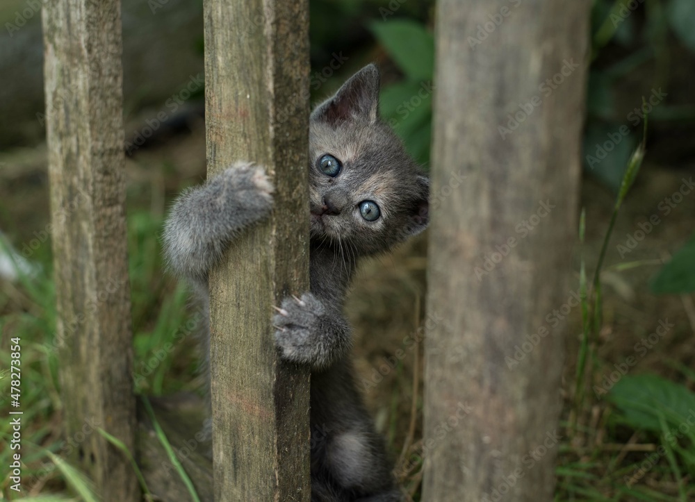 Cat, country life, tree, kitten, climbing Cat, country life, tree, kitten, climbing