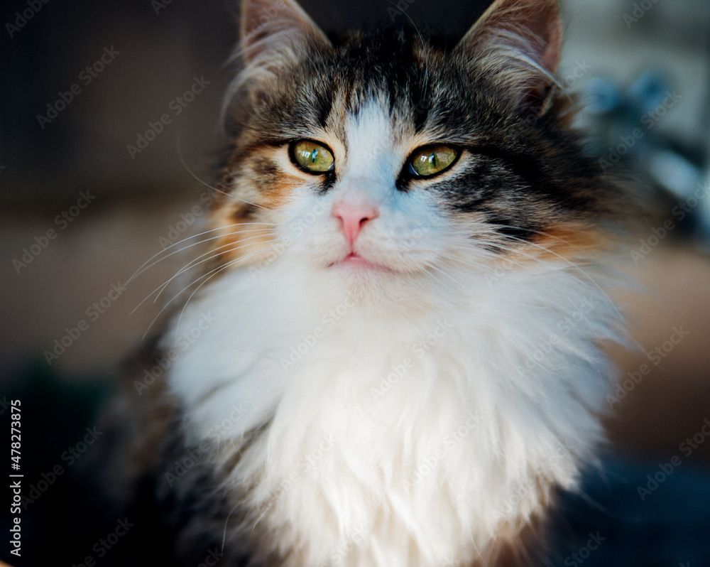 Cute little fluffy kitten .Striped, tricolor. A pet. Veterinary medicine.Beautiful green eyes.