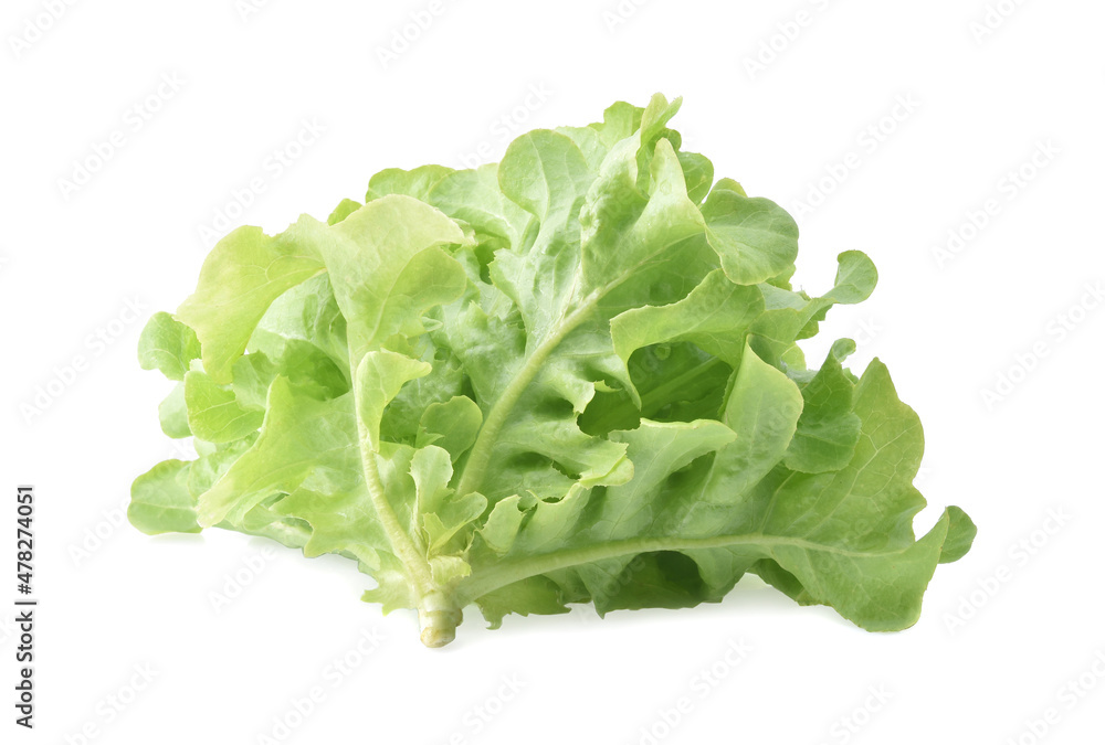 Fresh green oak lettuce isolated on white background Fresh green oak lettuce isolated on white background