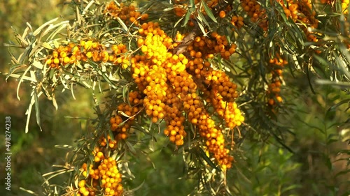 Many orange sea-buckthorn berries on bush. Autumn organic farm harvest. Common sea buckthorn Hippophae rhamnoides. Healthy food rich in vitamin C.
