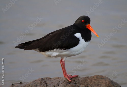 Fotografie oystercatcher
