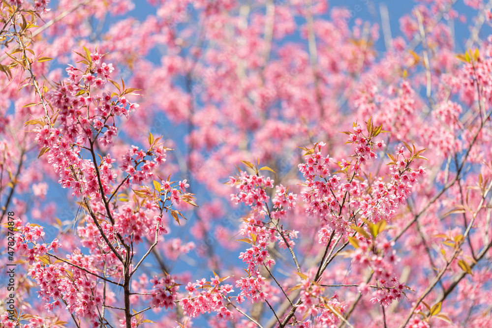 Sakura flower background. Spring background with cherry blossom