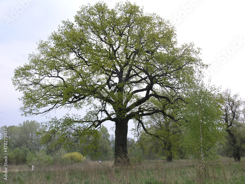 oaks on the Bug River, Polish-Belarusian border, Jableczna, Poland