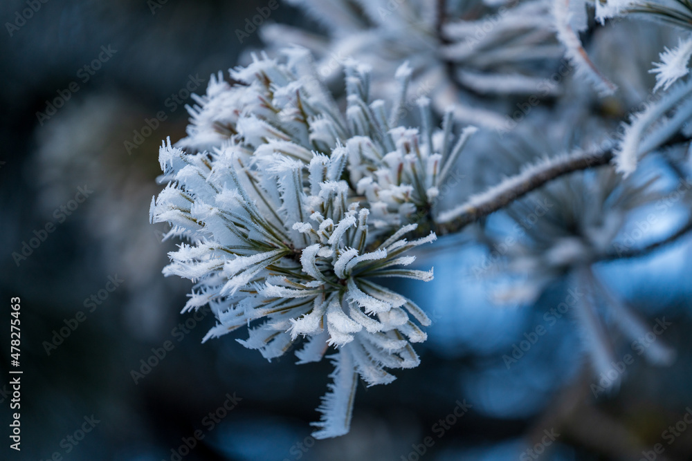 the needles from a swiss stone pine with hoar frost at a cold winter day the needles from a swiss stone pine with hoar frost at a cold winter day
