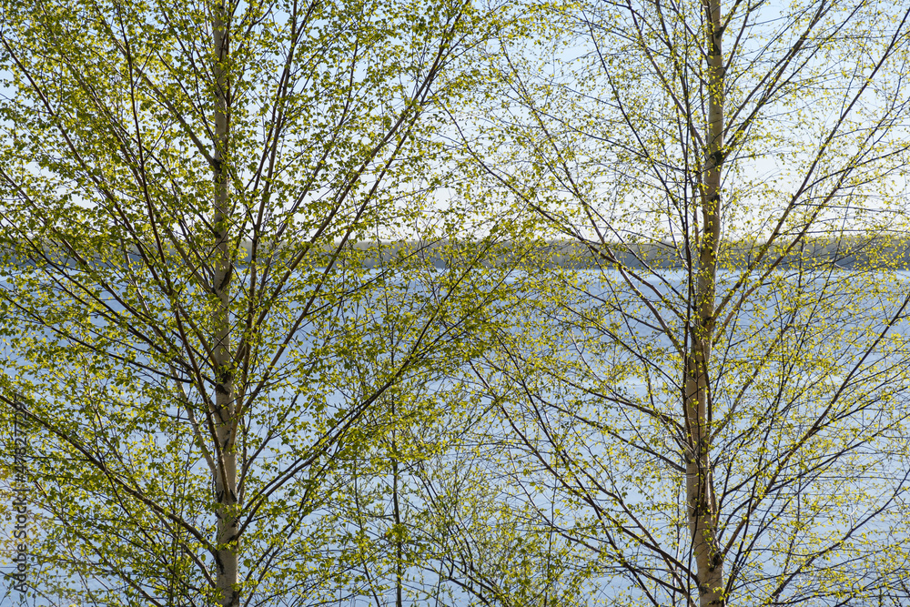 Fototapeta premium trees against the river