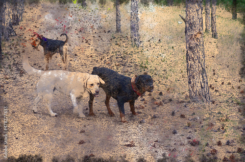 Fototapeta Naklejka Na Ścianę i Meble -  Labrador, Airedale Terrier and Rottweiler.