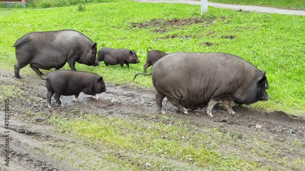 Funny black pig walkin on green grass. Animal family on farm. Nature background. Adult and kid pet portrait. Altai mountain region. Russian Siberia. Slow video Funny black pig walkin on green grass. Animal family on farm. Nature background. Adult and kid pet portrait. Altai mountain region. Russian Siberia. Slow video